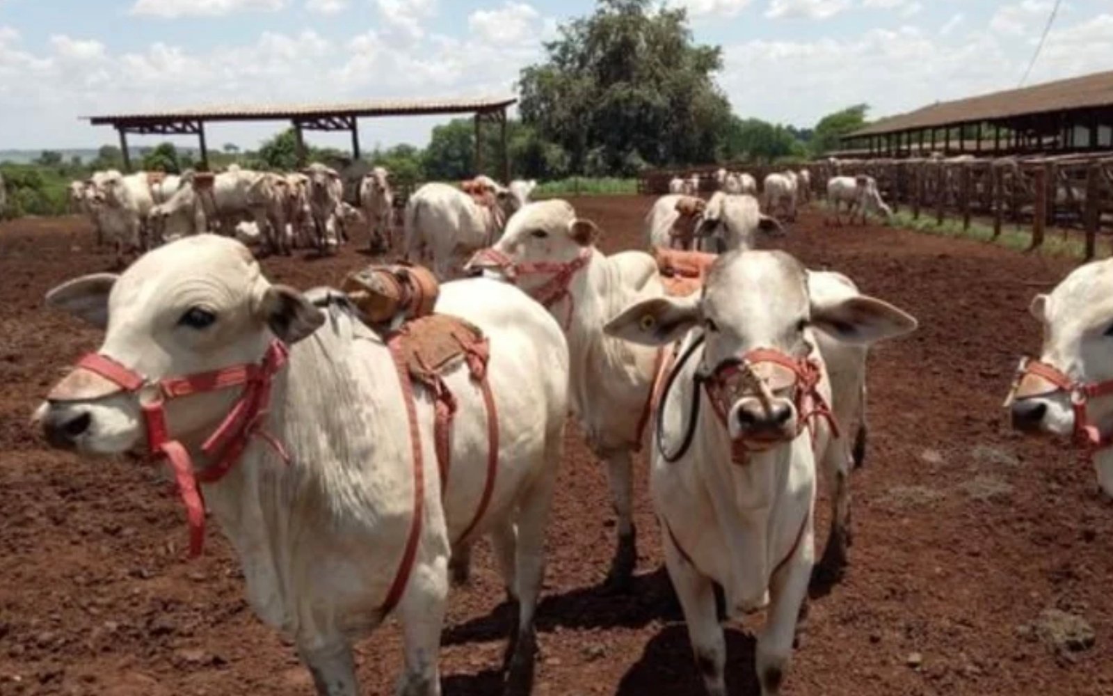 “Boi de mochila”: tecnologia brasileira mede metano e revoluciona a pecuária; entenda