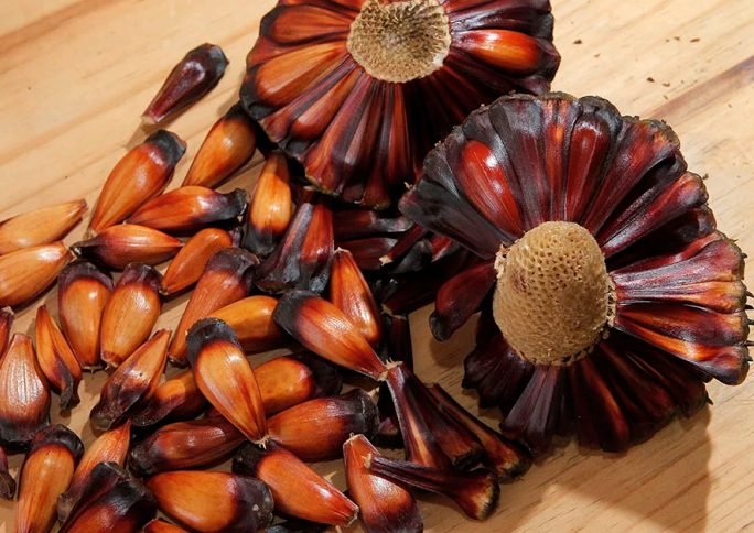 Paraná altera calendário da colheita do pinhão; confira as novas regras