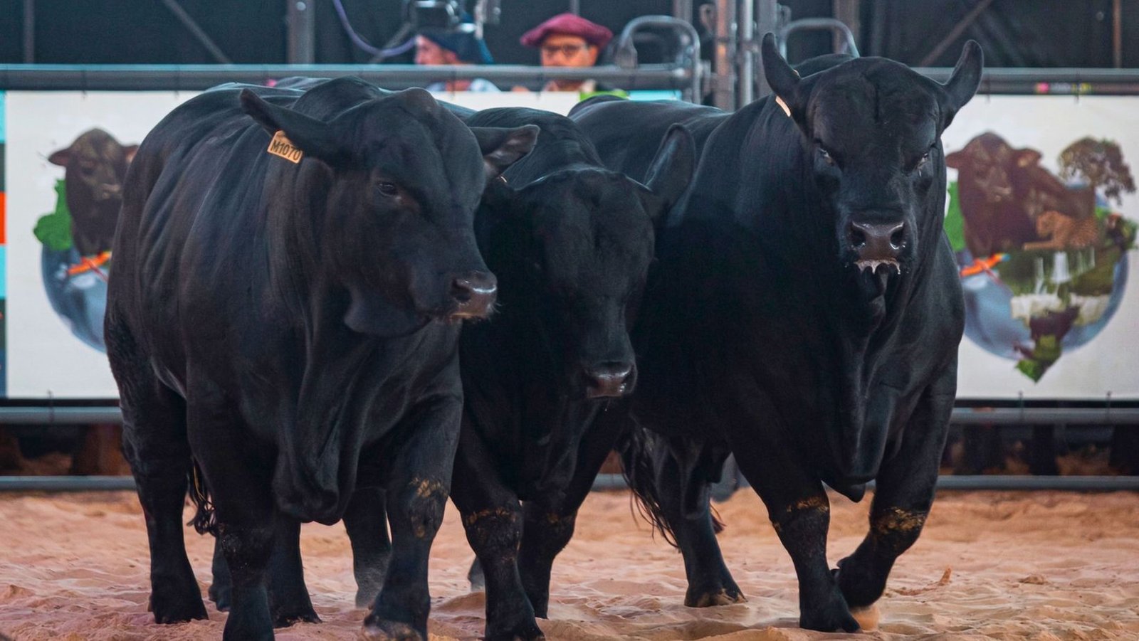 Gaúchos dominam o Mundial Brangus e mostram a força da genética brasileira