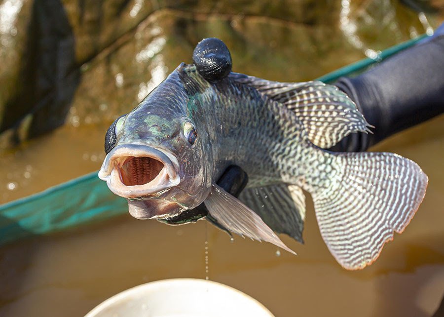 Contra vírus de alta mortalidade, SP intensifica vigilância na produção de tilápia