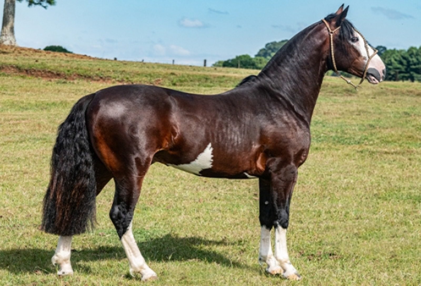 Leilão da Fazenda Bézinha tem pista limpa e média acima de R$ 21 mil