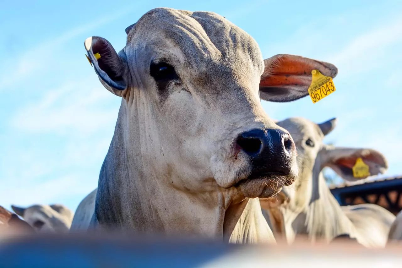 Escassez de gado trava abates e empurra mercado do boi gordo para novo ciclo de alta