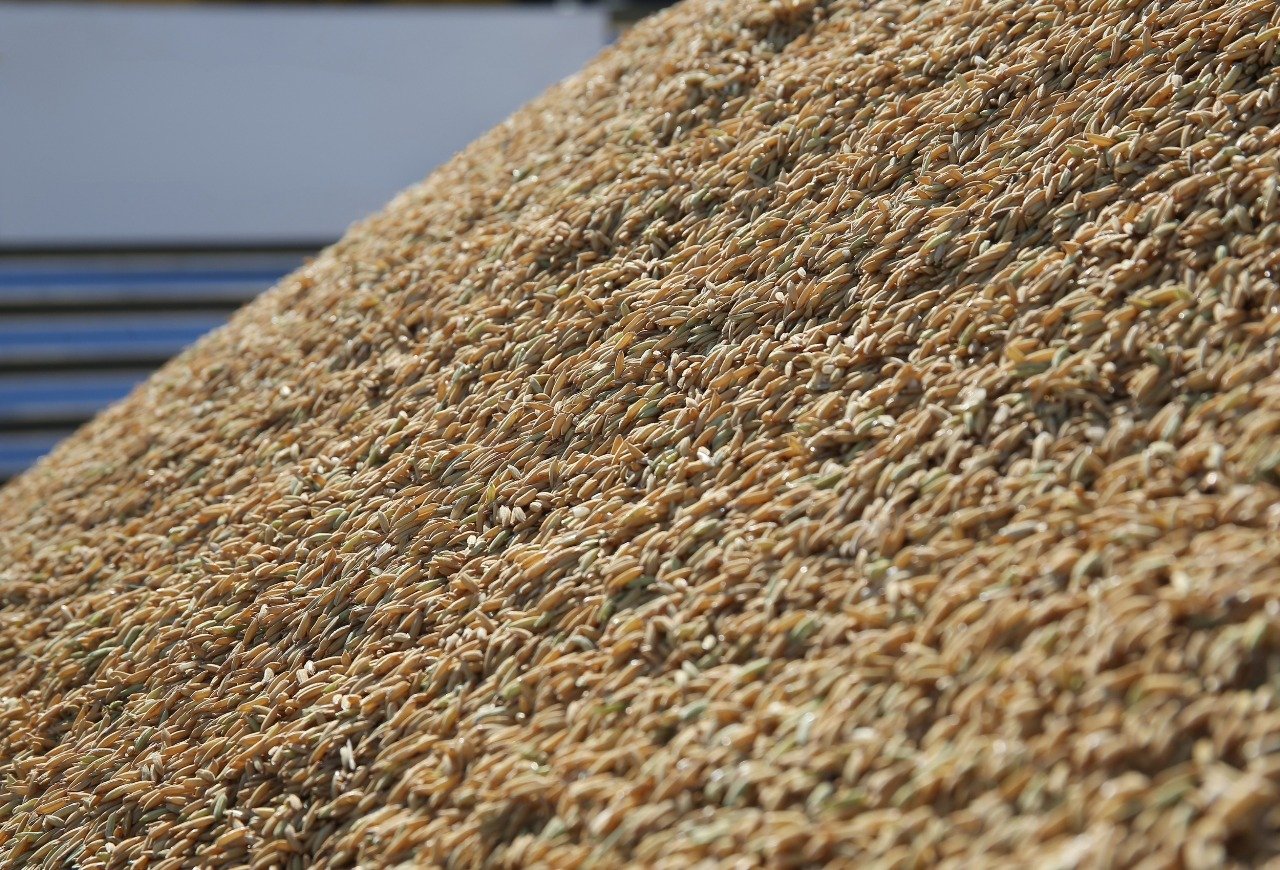 Preço do arroz reage, mas custo alto e margem negativa limitam liquidez no RS