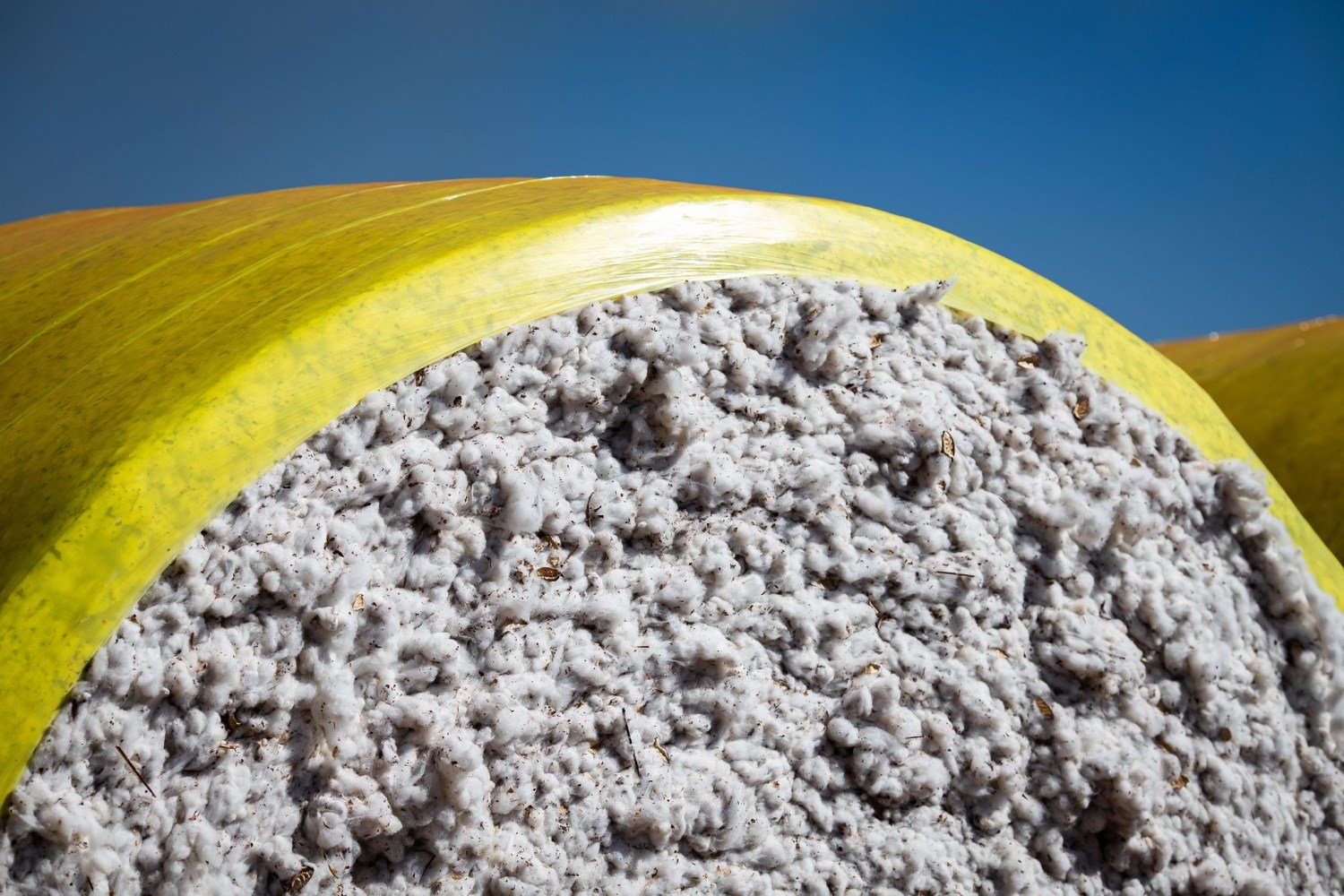 Alta na paridade de exportação sustenta preços internos do algodão