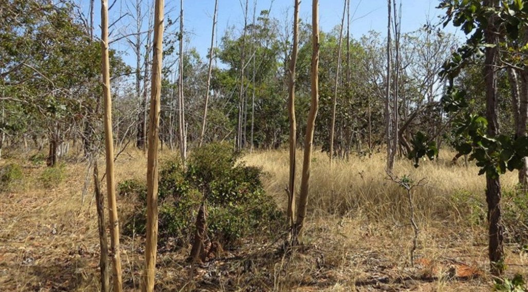 IA e satélites revelam terras agrícolas abandonadas no Cerrado e expõe gargalo silencioso no agro