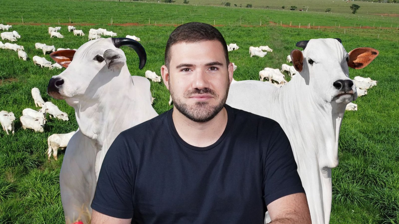 Nelore Cascão: a estratégia financeira por trás de quem quer lucrar com gado de elite