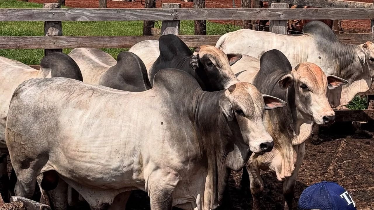 Bílis de boi vira aposta milionária e atrai R$ 40 milhões da China para o Nordeste; entenda