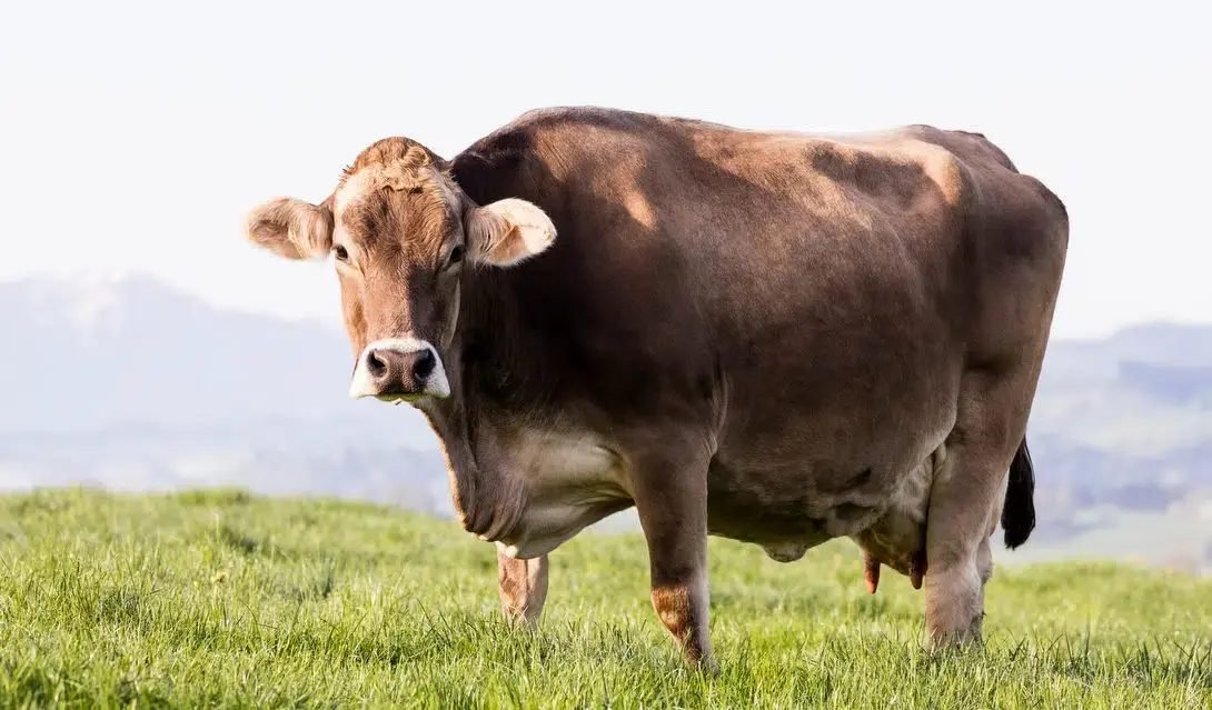 Agro da Suíça entra em crise política e teme impacto de acordo com o Mercosul