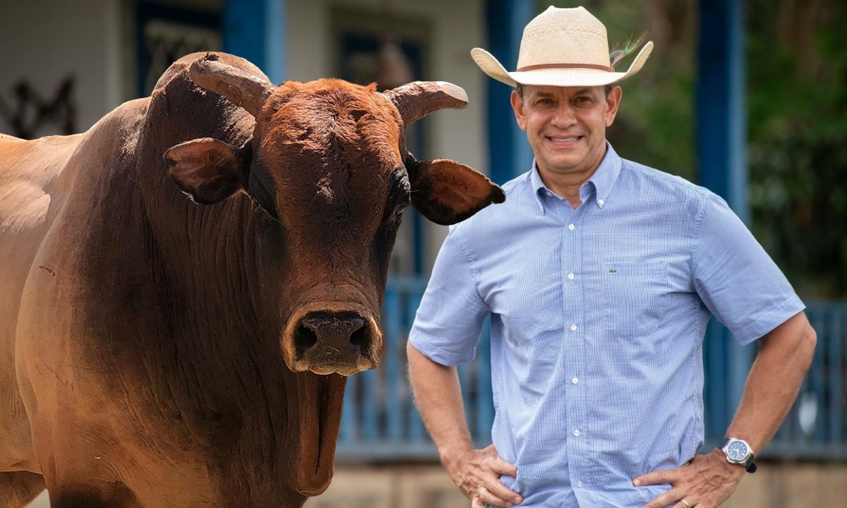 Morre touro Bipolar, um dos maiores nomes do rodeio e quatro vezes Touro do Ano na PBR Brazil