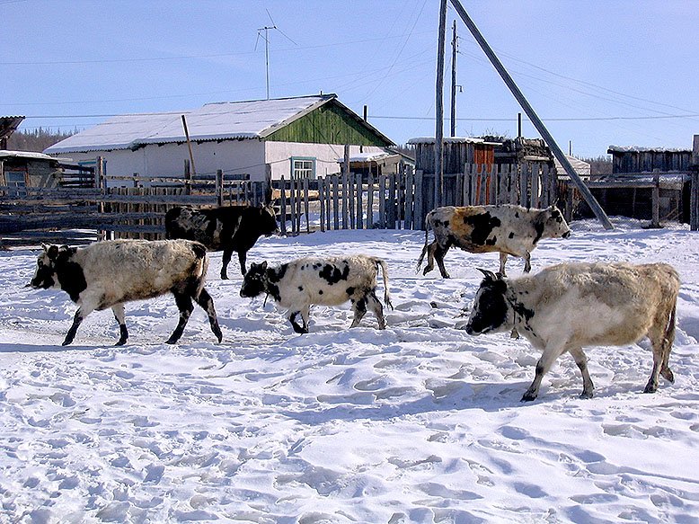 Crise sanitária explode na Rússia: abate em massa de gado levanta temor de surto de febre aftosa
