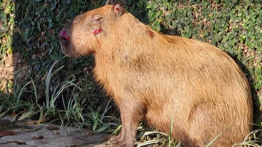 Ibama aplica decreto “Cão Orelha” e multa 8 por ataque a capivara