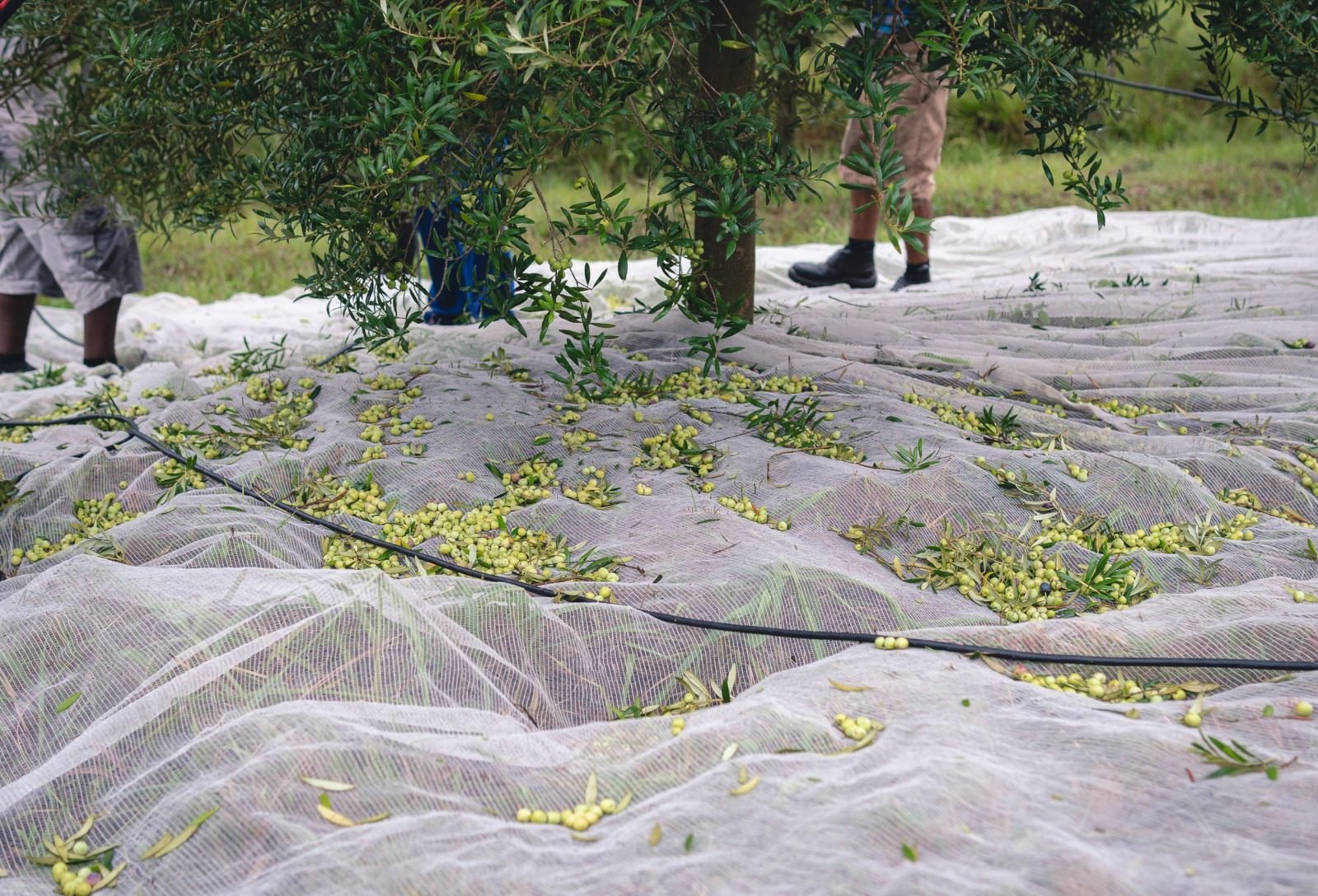 Produção de azeite deve se aproximar de 1 milhão de litros no Brasil em 2026