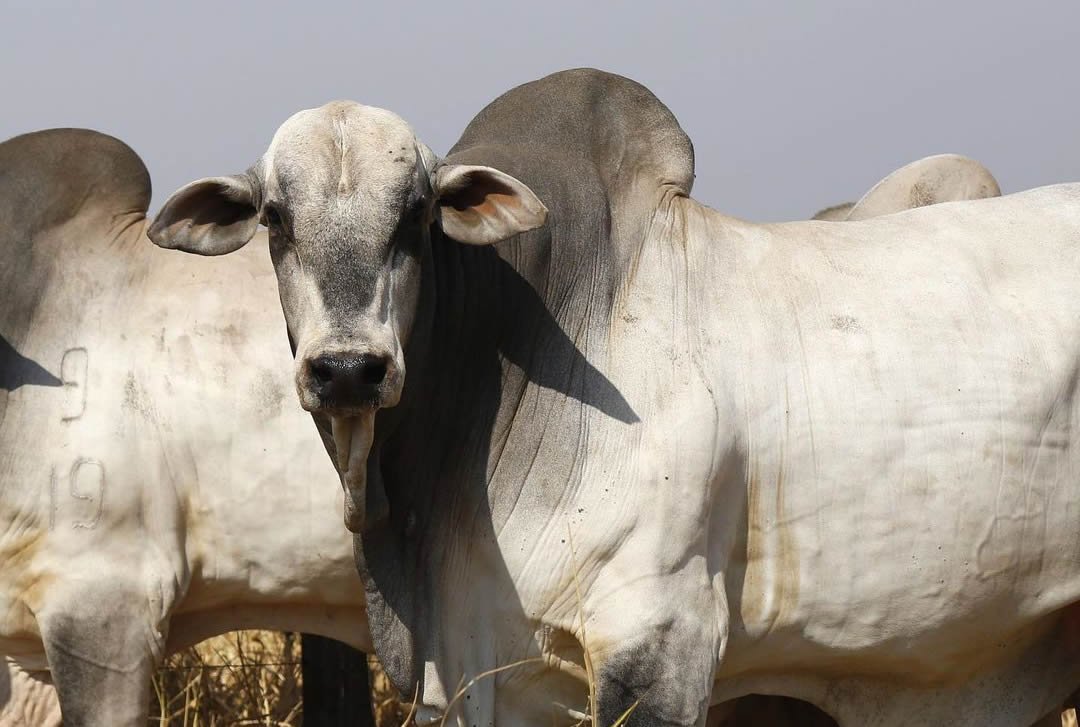 Boi gordo dispara acima das referências e mercado entra em fase de disputa intensa por animais