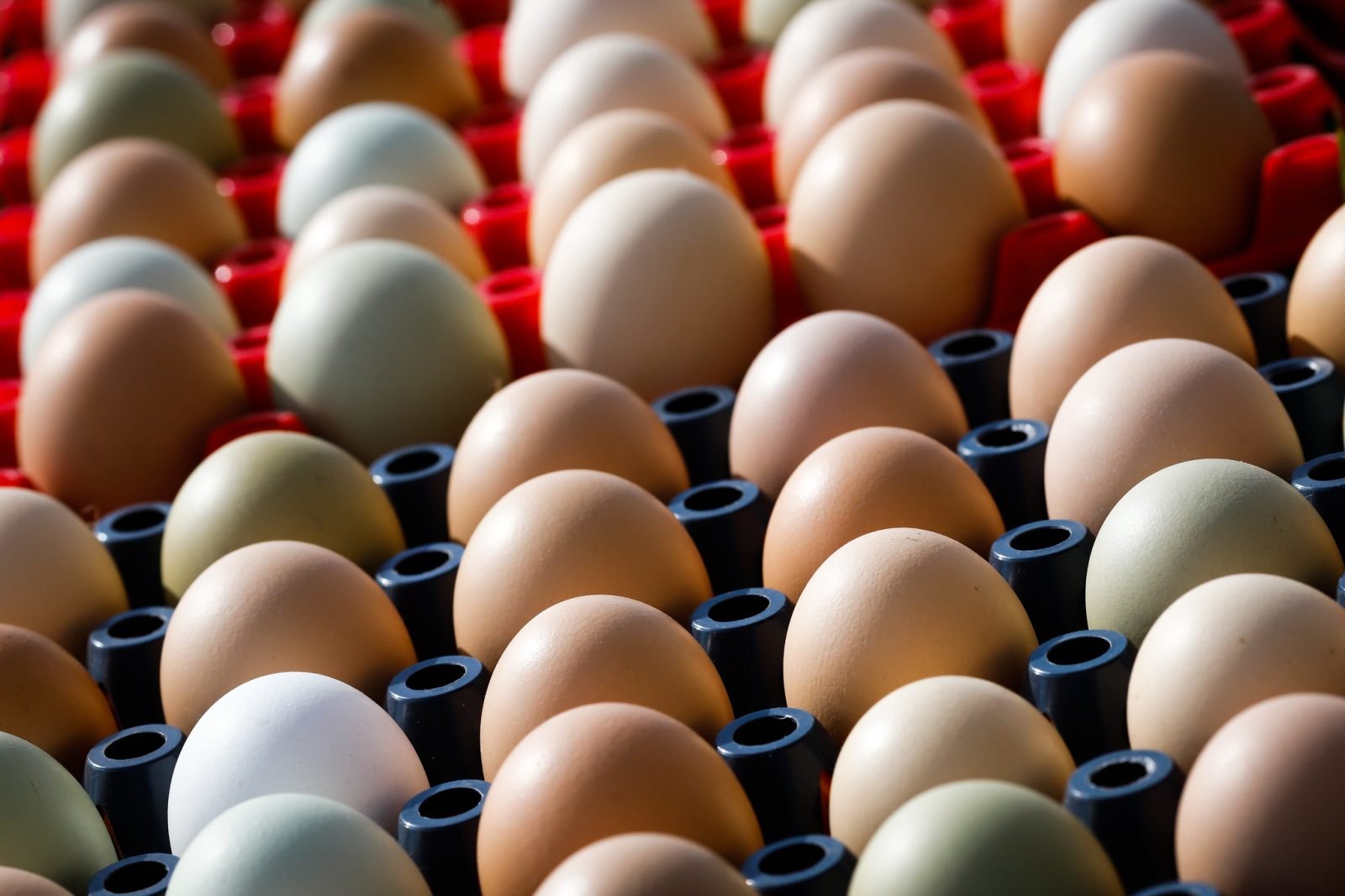 Preços dos ovos recuam na semana, mas média mensal segue alta