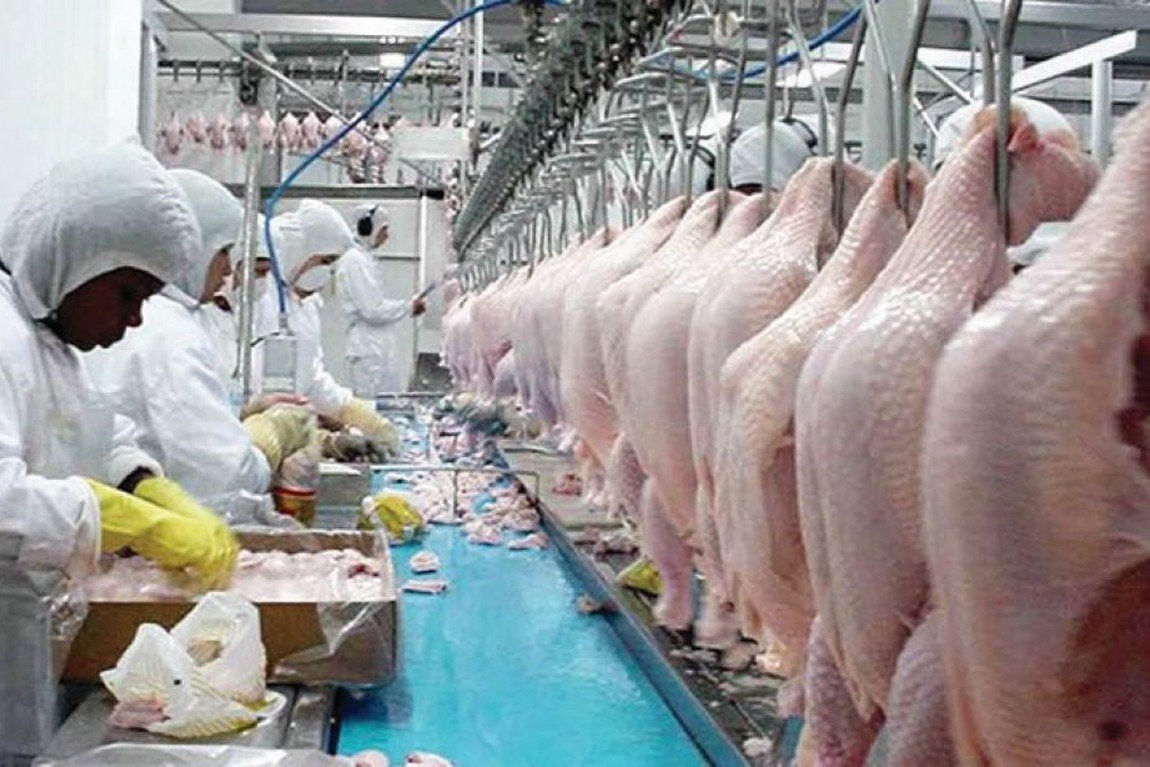 Produção recorde ajuda a explicar queda recente nos preços do frango