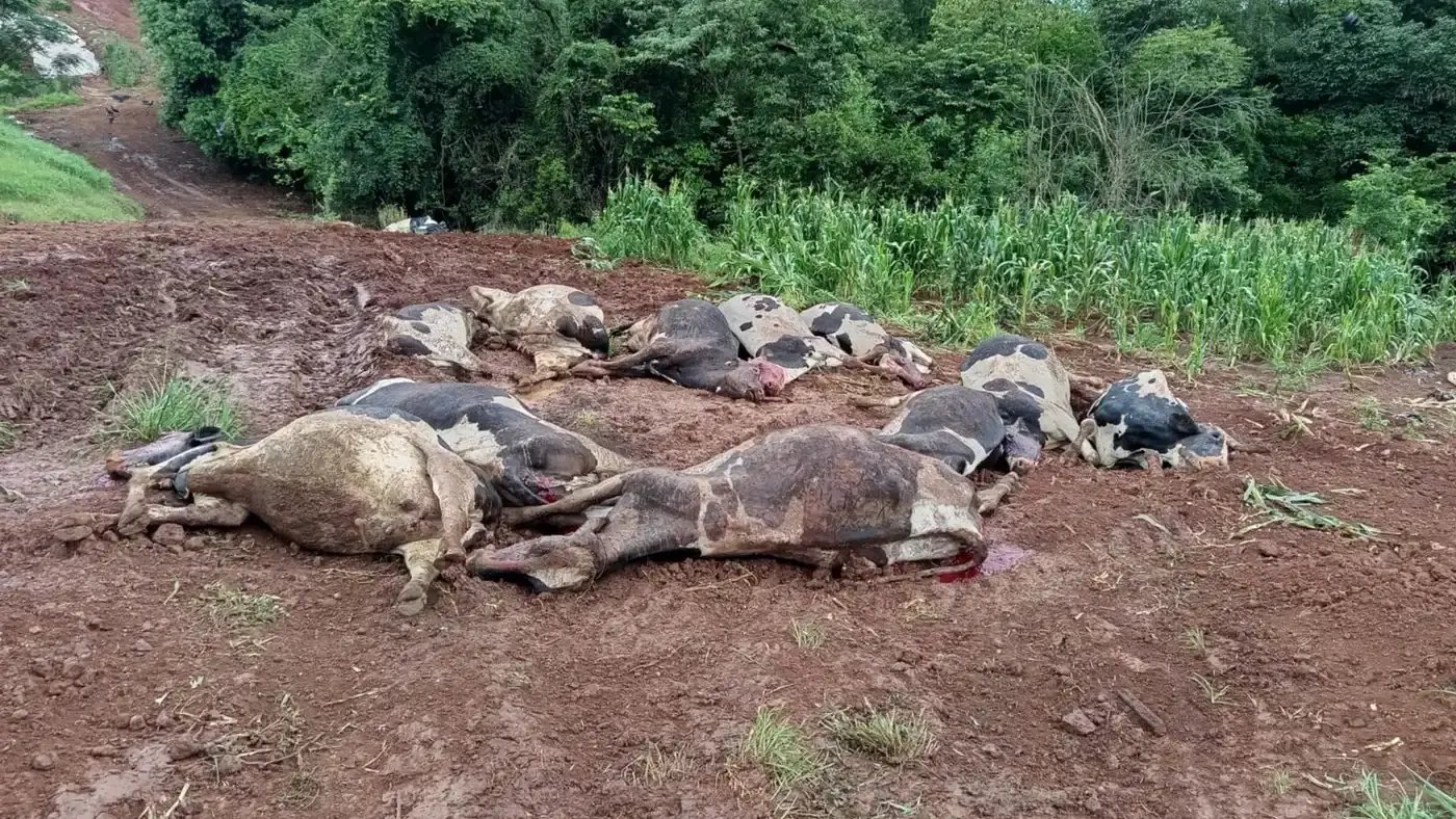 Intoxicação silenciosa mata 48 vacas leiteiras e gera prejuízo de R$ 600 mil, um alerta no campo
