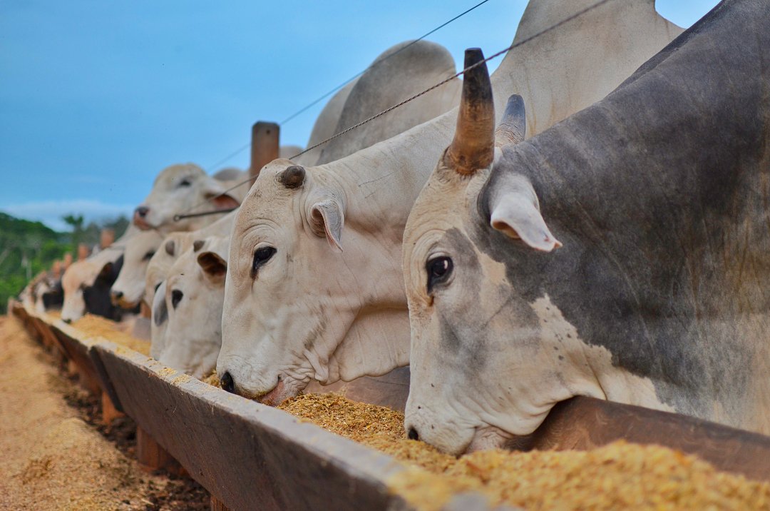 Vale a pena combinar feno e silagem de grão úmido na dieta do rebanho?