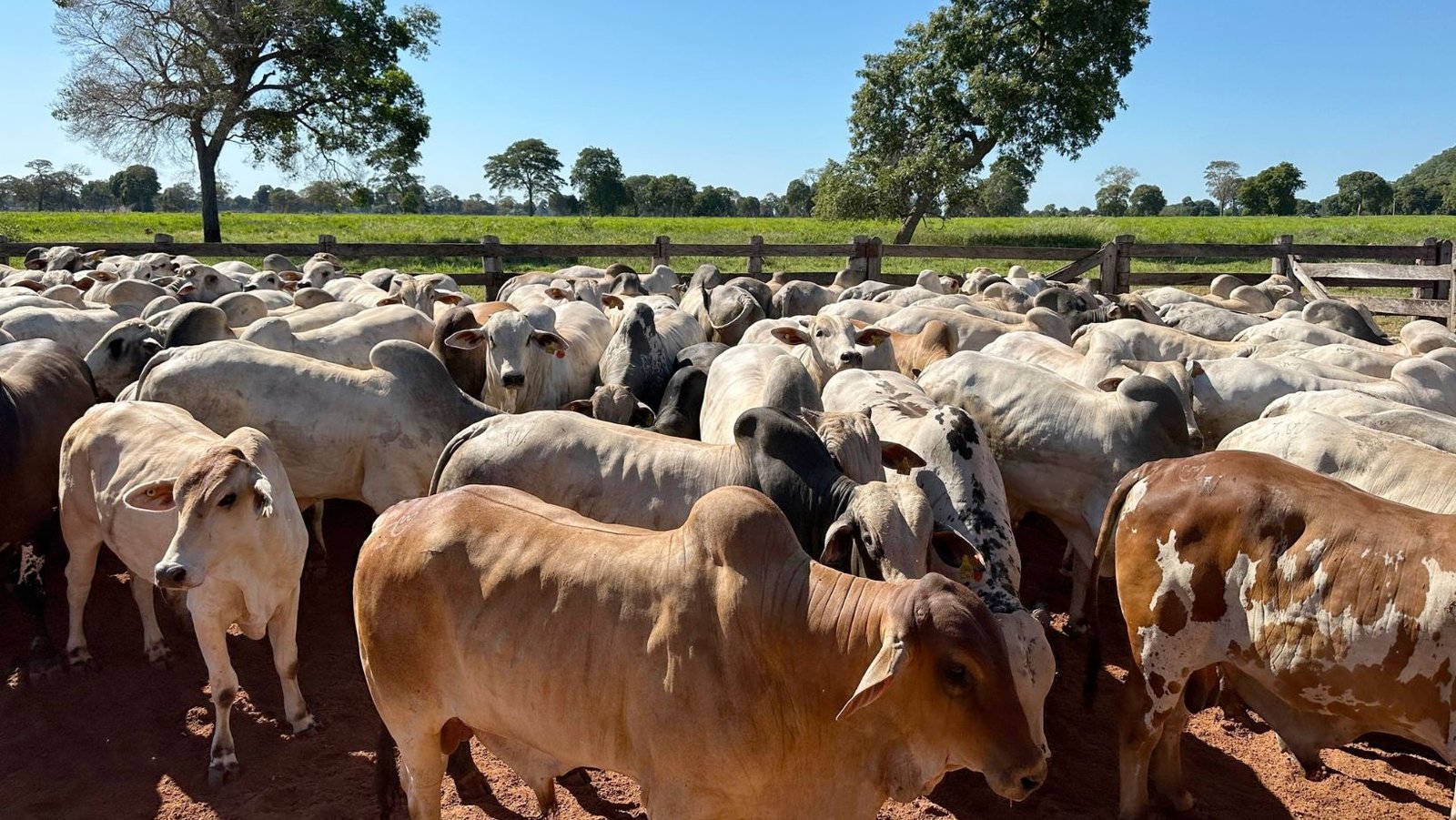 Mapa institui Grupo de Trabalho para fortalecer sustentabilidade na cadeia da carne bovina