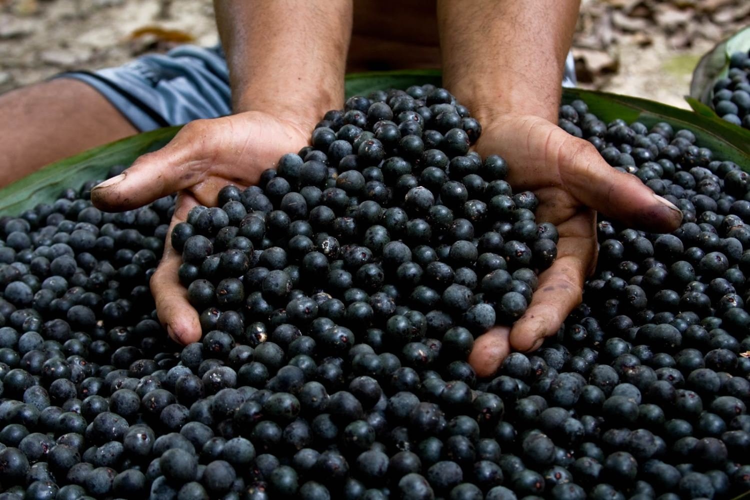 Pará: Produtores de açaí terão acesso a crédito e garantia de compra