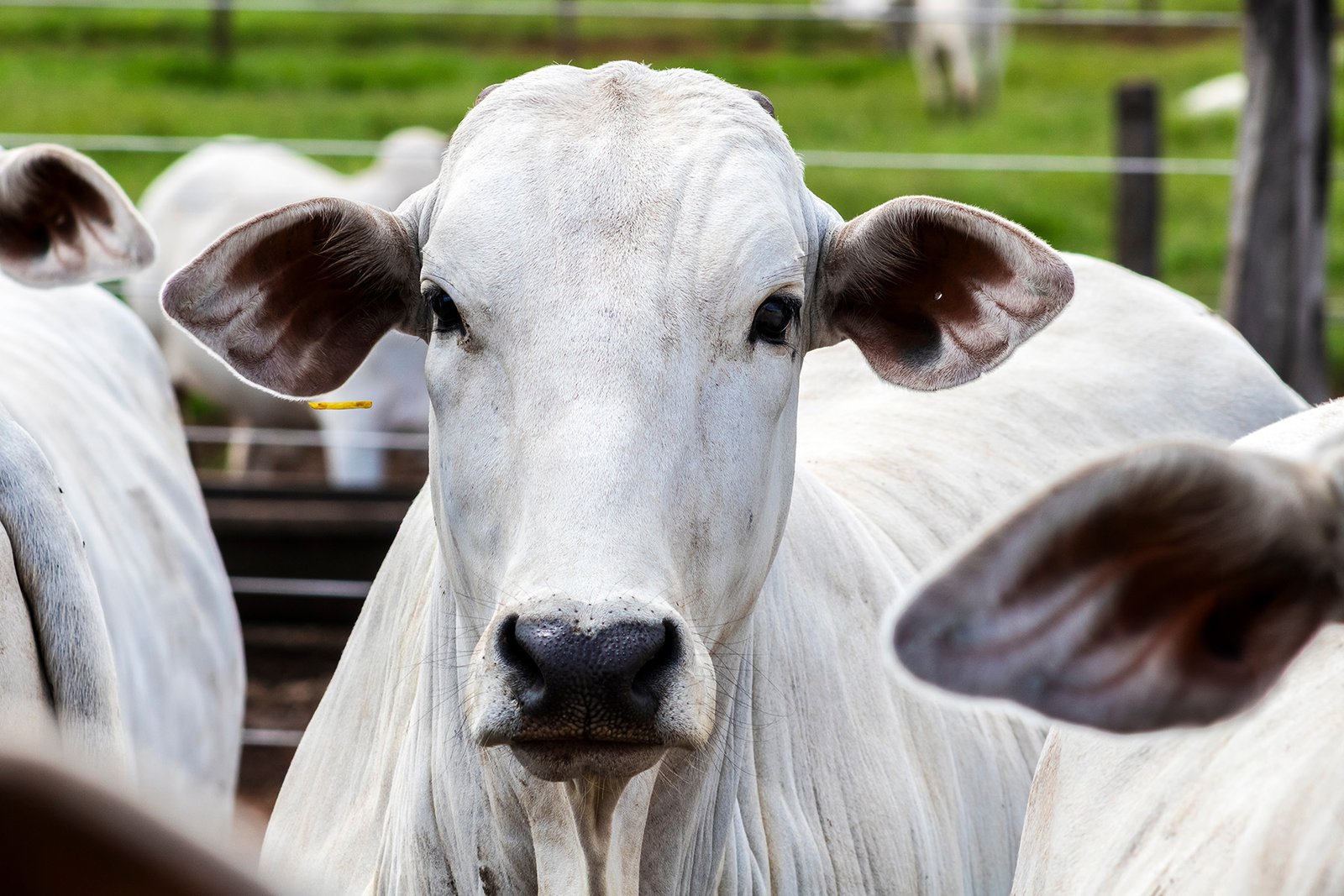 Com presença em mais de 1.000 leilões, Belgo Arames consolida força no agronegócio 