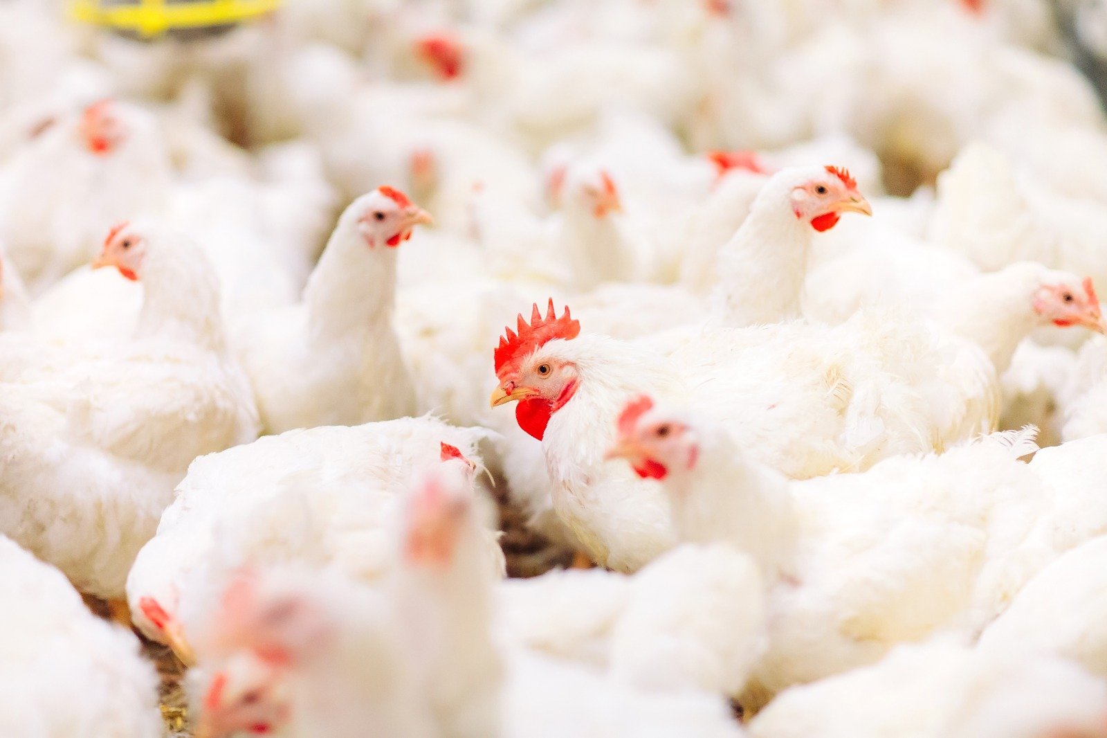 Mapa prorroga por mais 180 dias o estado de emergência zoossanitária por gripe aviária