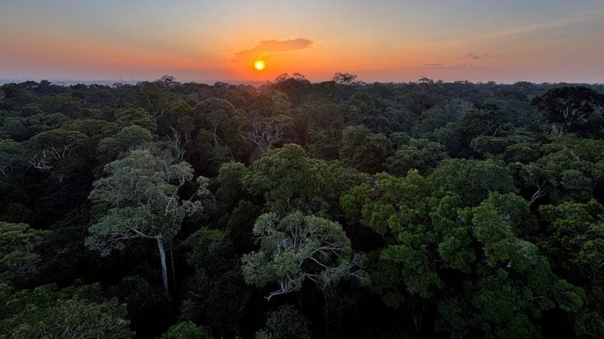 "Terra preta da Amazônia" aumenta diâmetro de árvores