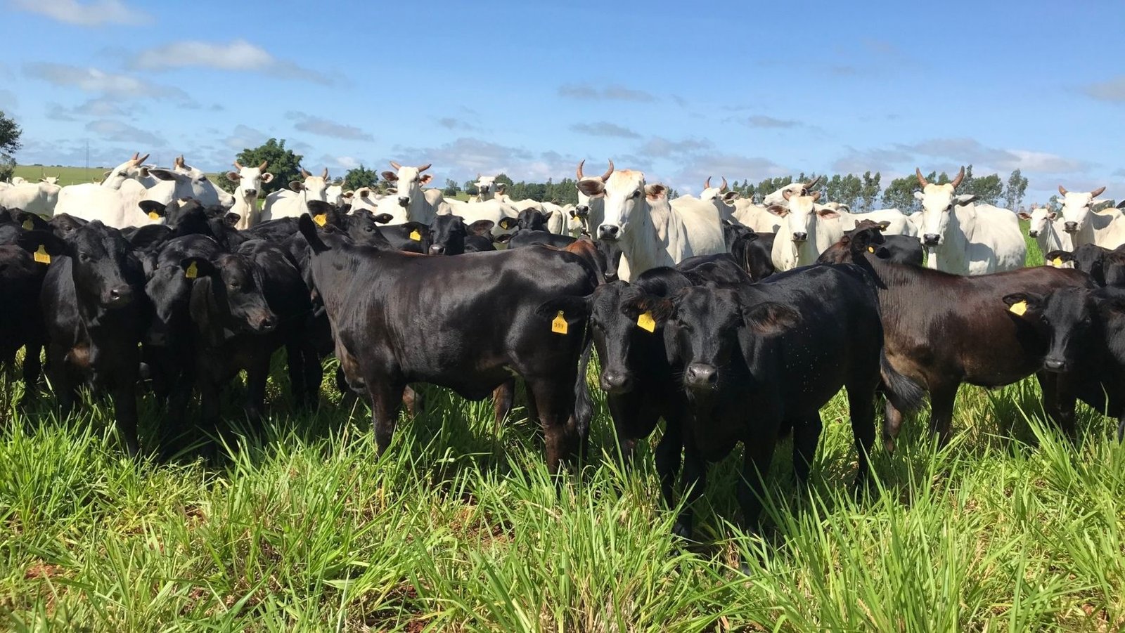 Cria regenerativa pode aumentar lucro em até 30% e transformar a pecuária brasileira em 2026