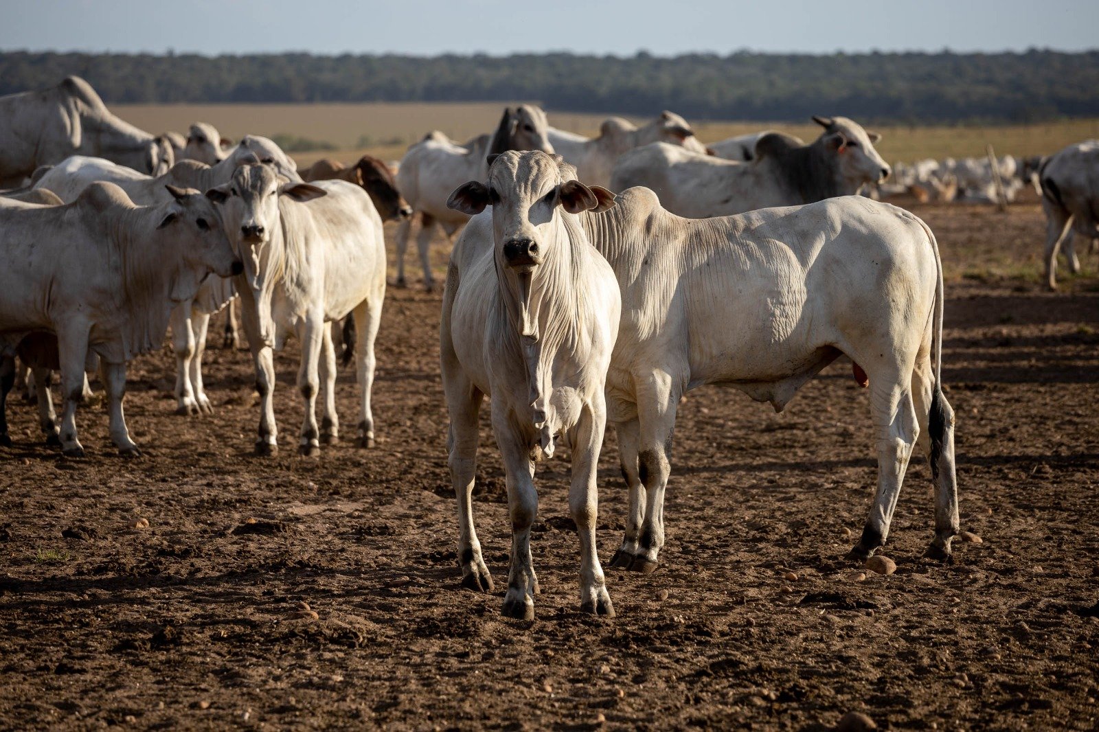 Arroba brasileira pode atingir até US$ 75 no exterior e reforça ciclo de alta da pecuária