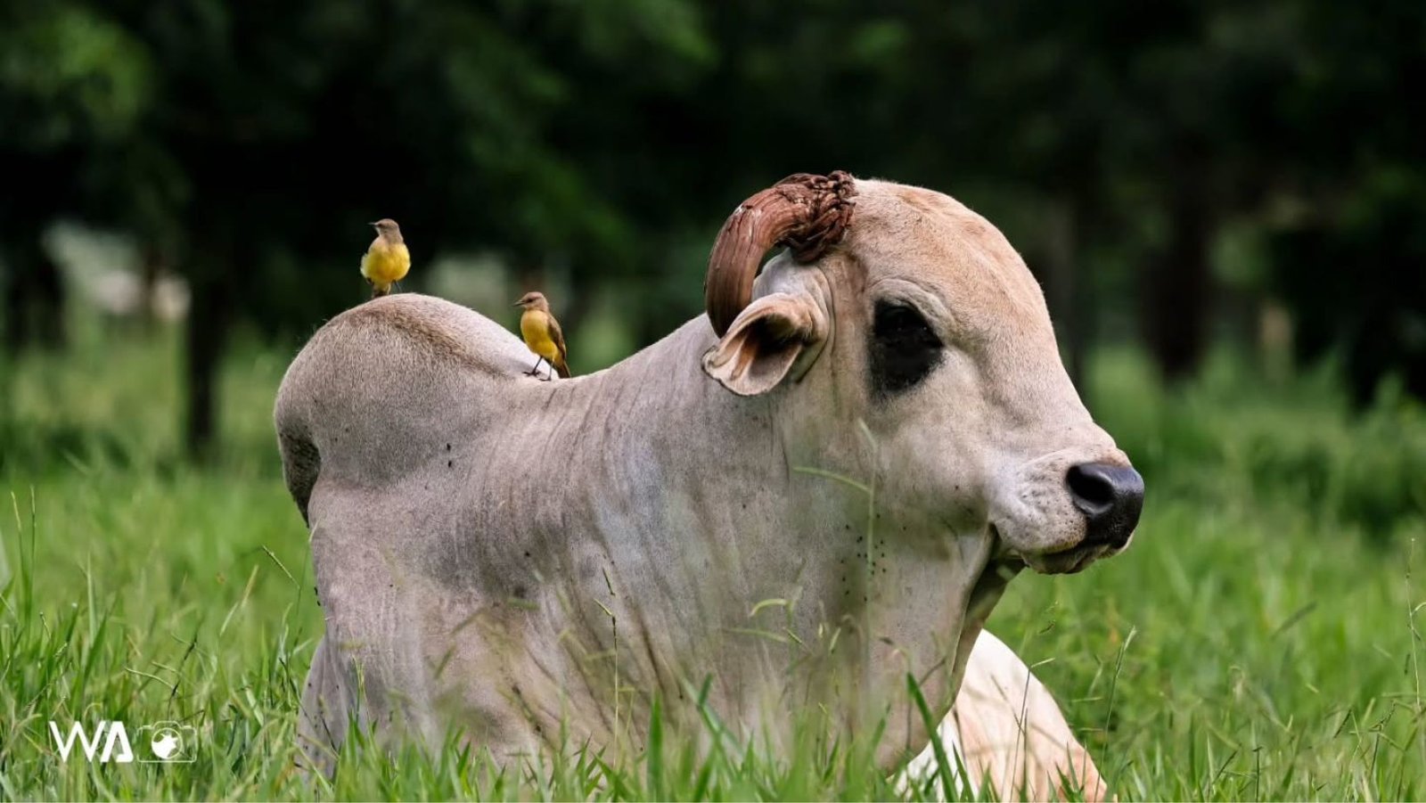 Você sabe onde estão os maiores touros do Brasil depois da fama?