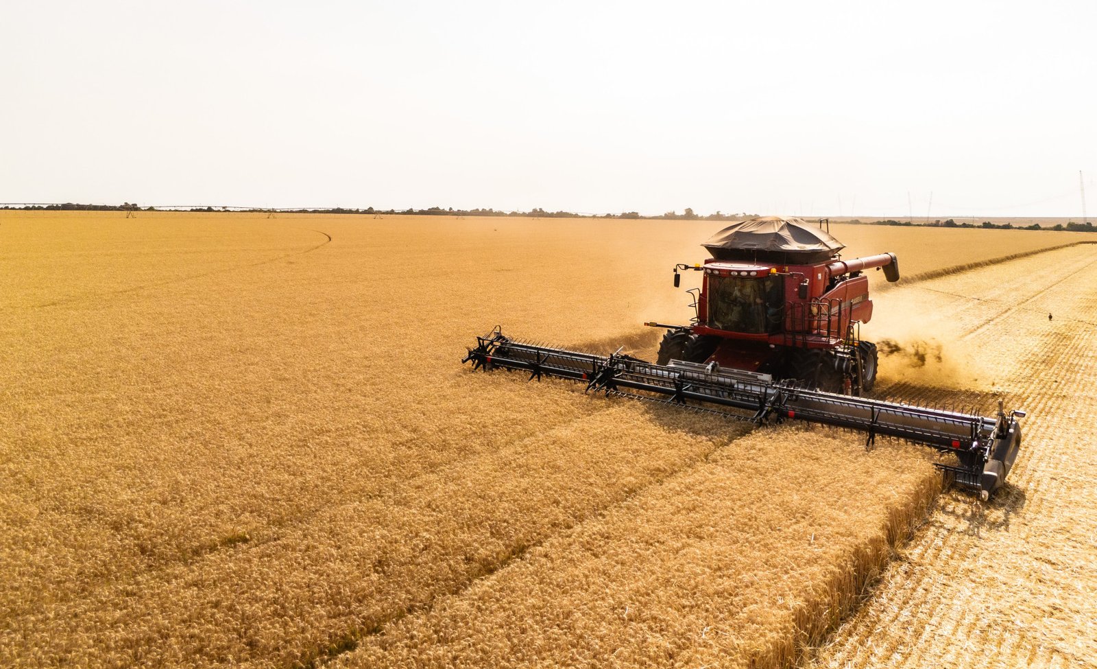 Abitrigo alerta para impactos da crise global no setor de trigo brasileiro