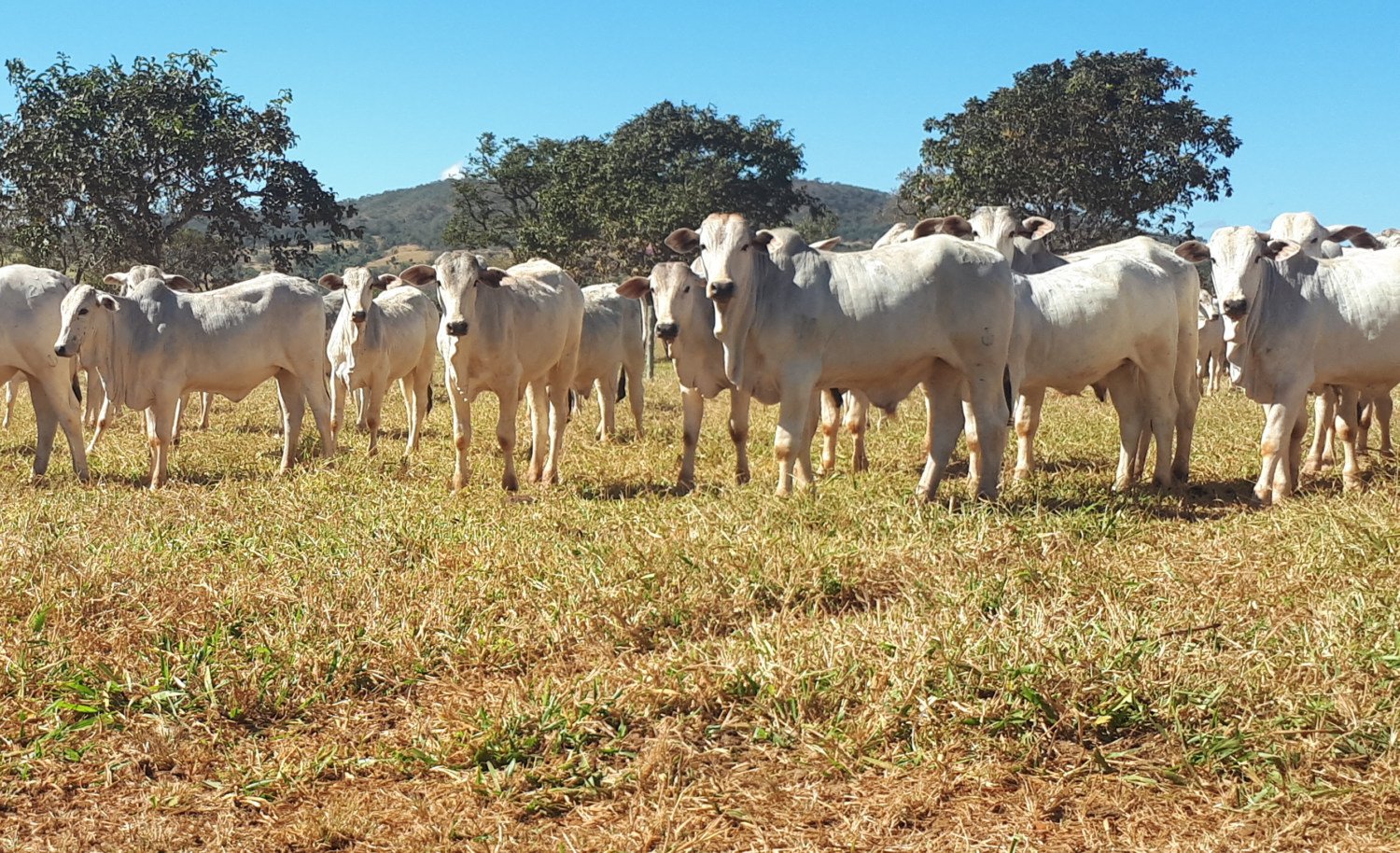 O Seguro-Safra que não custa um centavo: Como o diferimento protege seu bolso na entressafra