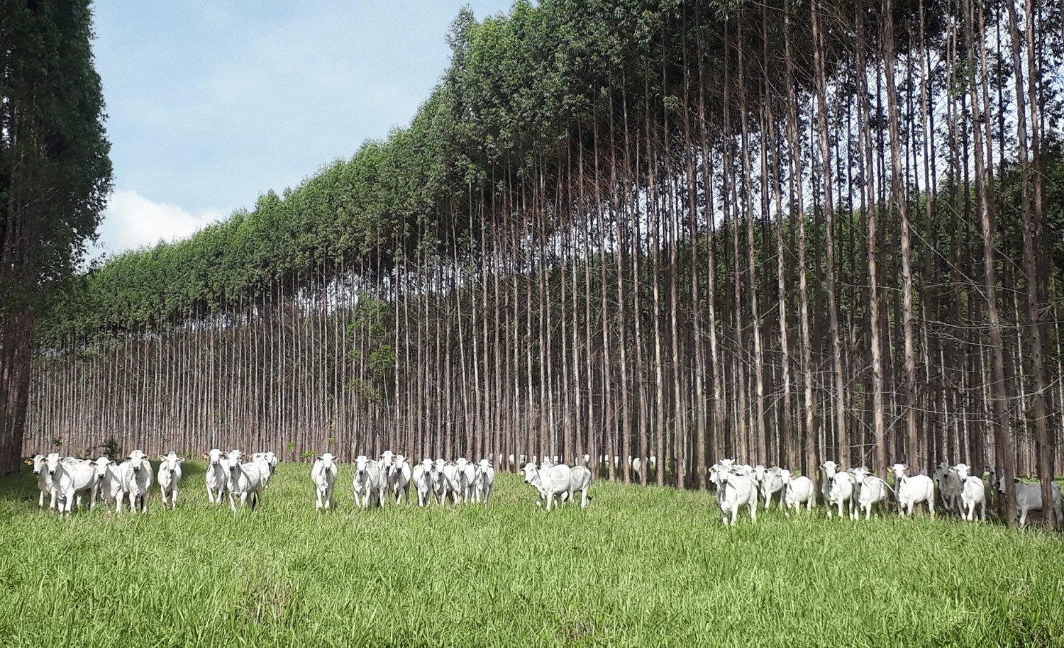 BNDES vai destinar R$ 10 bilhões em novas linhas de crédito voltadas à indústria brasileira