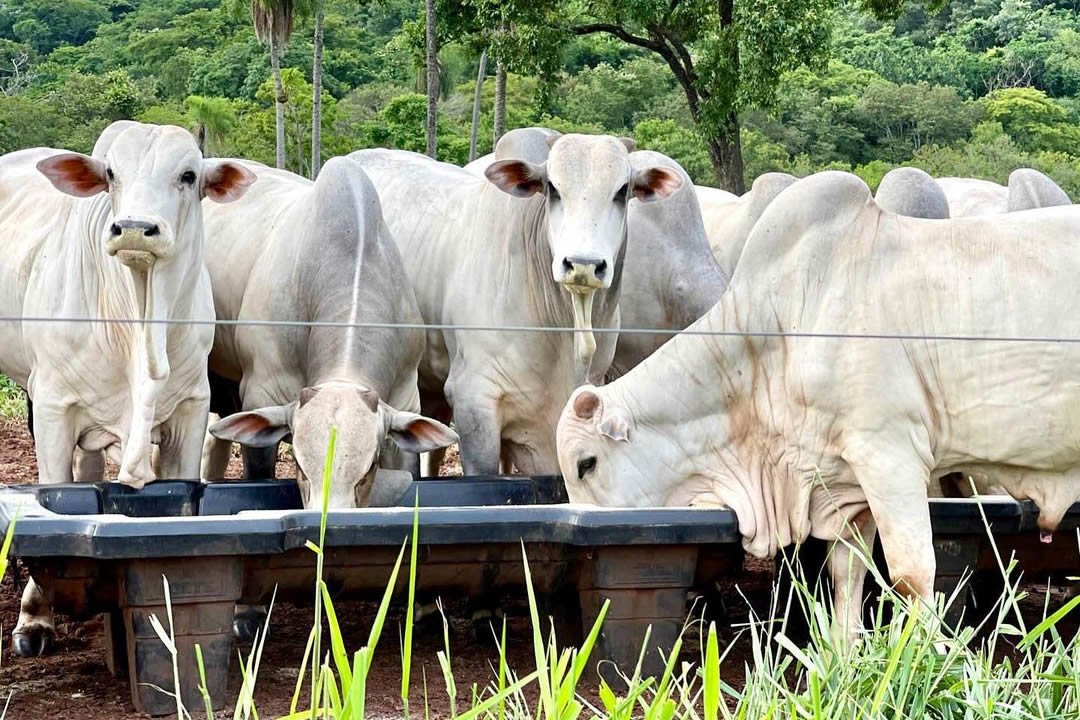 Suplementação de bovinos nas águas: vale a pena?