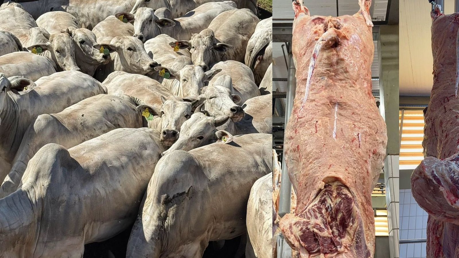 Nelore com marmoreio surpreende especialista: “nova realidade” da carne no Brasil