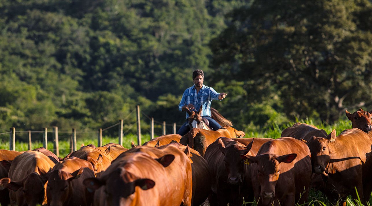 Cantor sertanejo transforma fazenda em negócio milionário com genética de ponta e gado valorizado