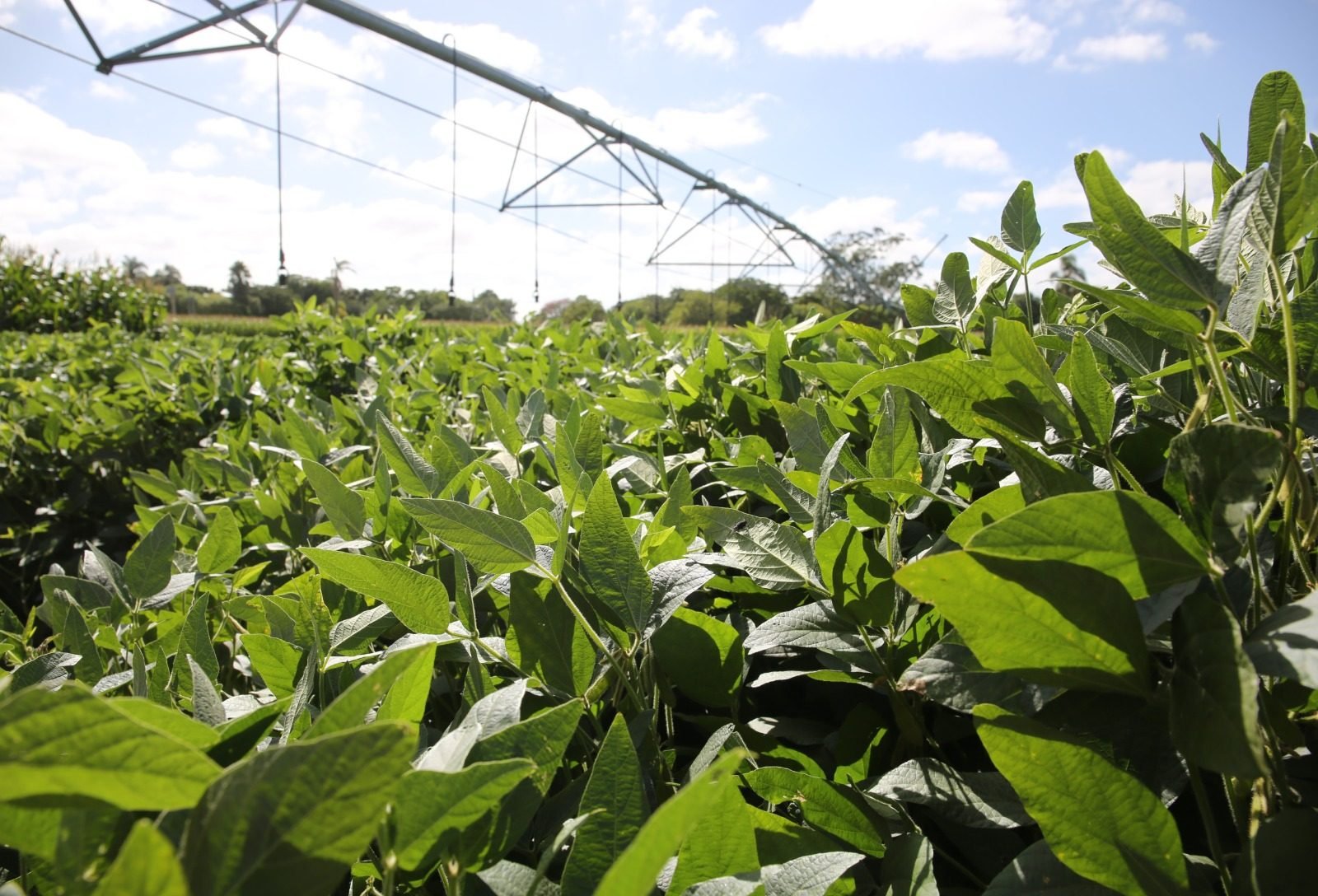 Produtor deve redobrar atenção com declaração de renda e evitar erros em contratos agrários