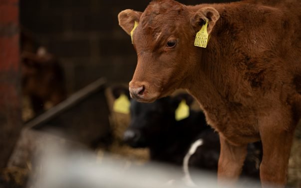 Fósforo ganha relevância estratégica e impulsiona eficiência na pecuária de corte brasileira 
