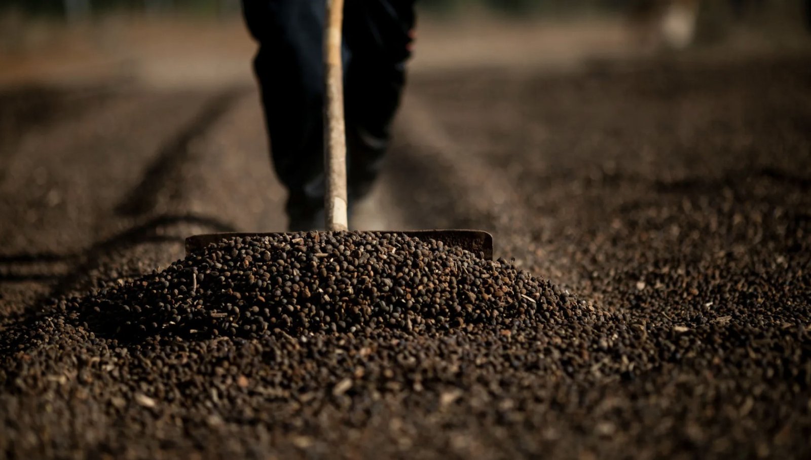 Safra recorde de café em 2026 reforça importância do manejo eficiente de plantas daninhas nas lavouras