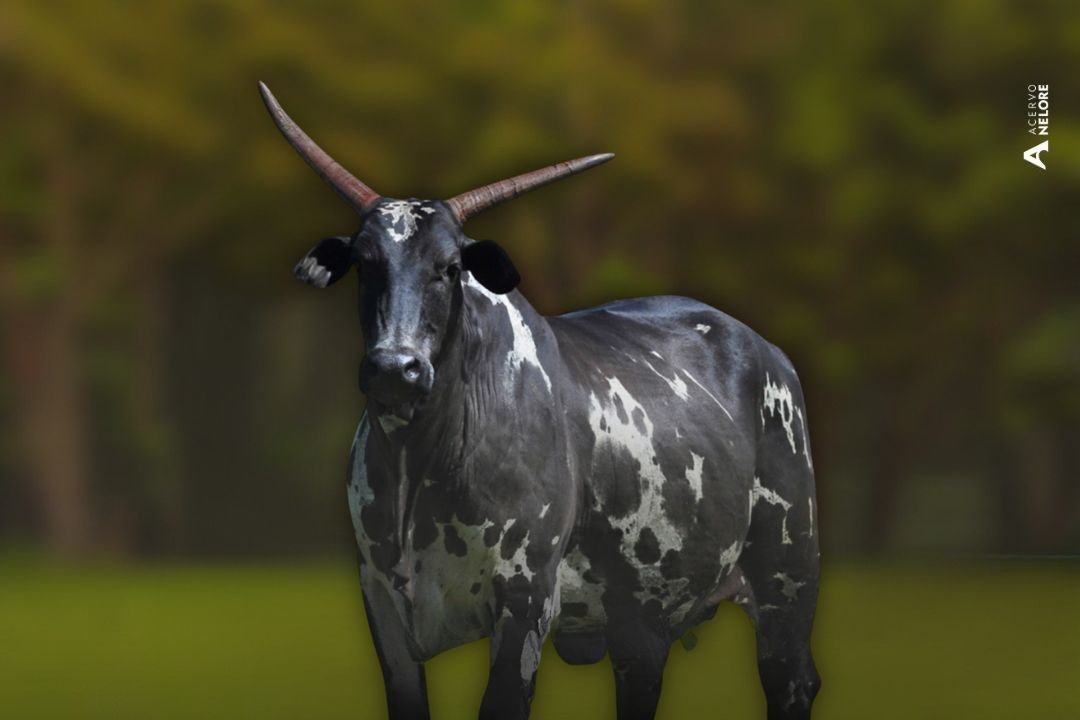 Conheça uma das grandes matriarcas do Nelore Pintado, a vaca Savana da Café