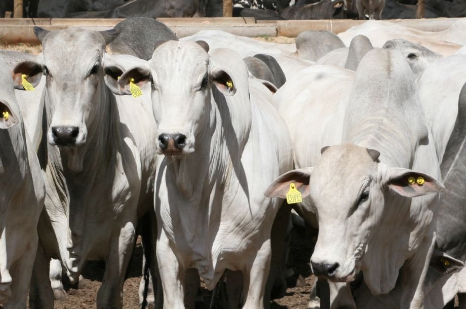 Boi gordo dispara e quer romper R$ 360/@ com oferta curta e exportações aquecidas