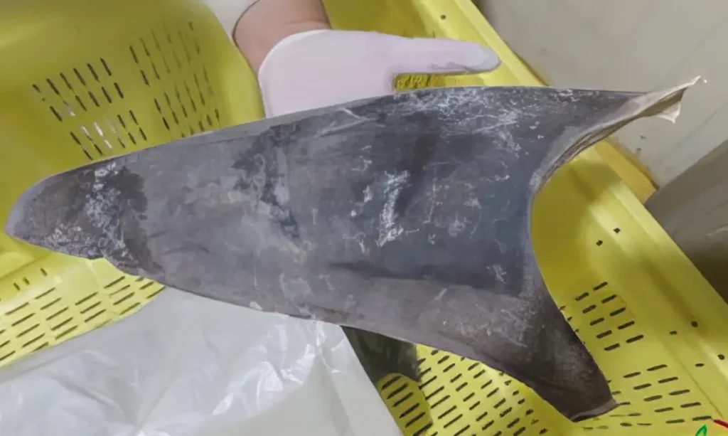 Ibama proíbe venda de barbatanas de tubarão-azul para fora do Brasil