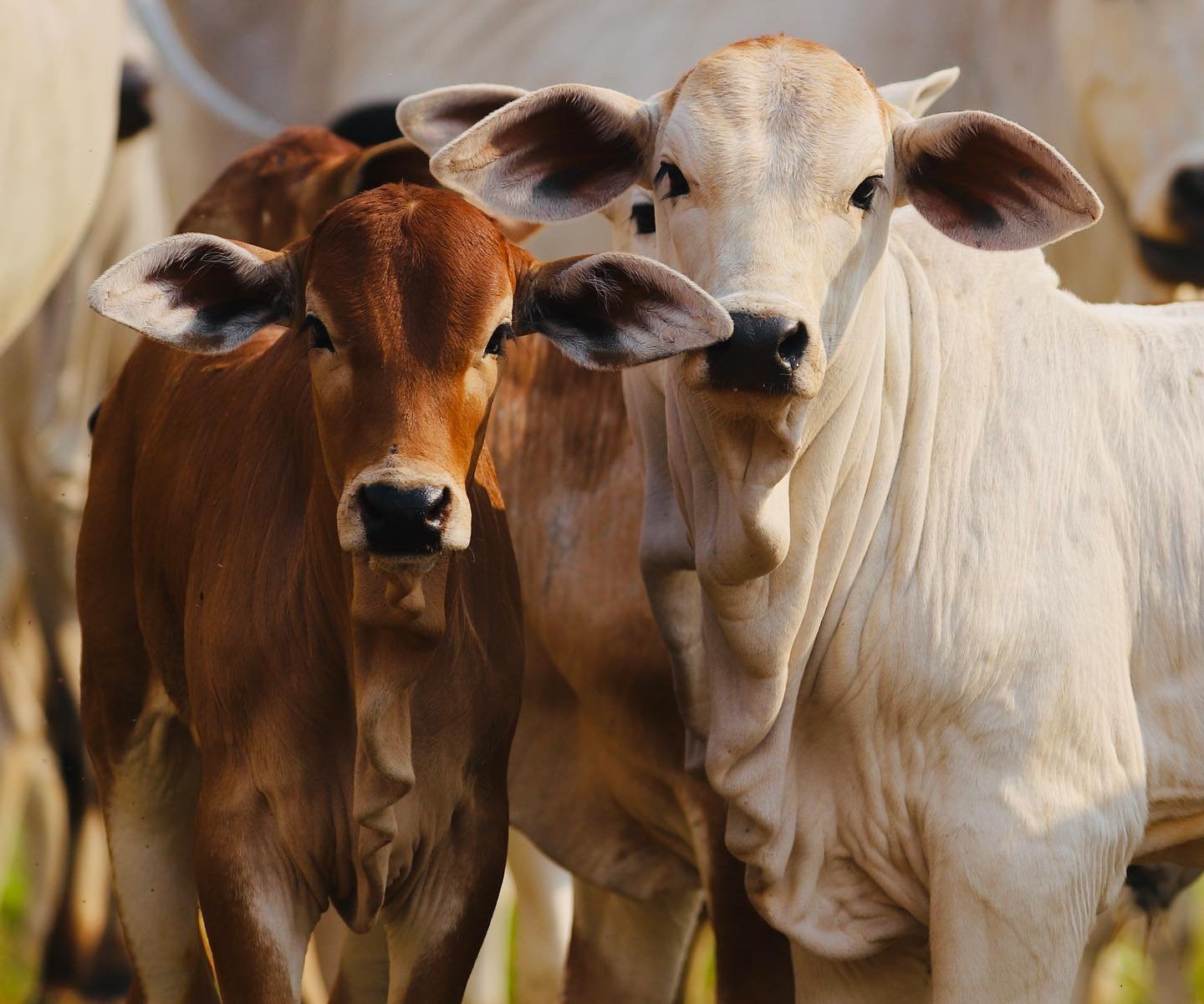 Bezerro rompe R$ 500/@, bate recorde acima de R$ 16,70/kg e reacende o “ciclo do ouro” na pecuária