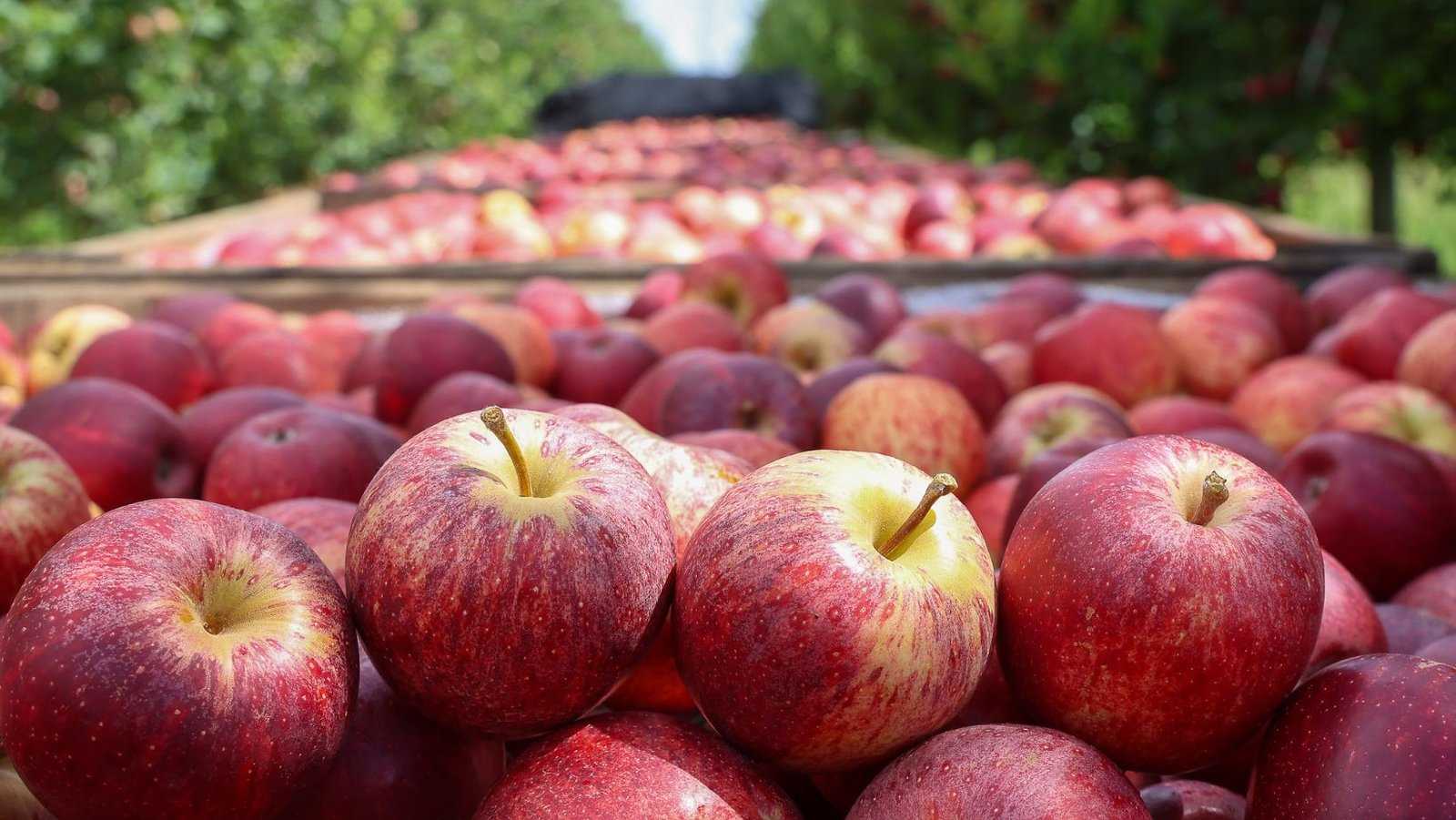 Pequena cidade de SC produz maçãs suficientes para abastecer brasileiros por até duas semanas