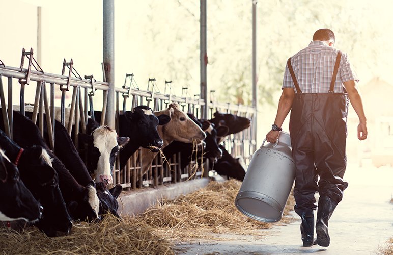 Preço do leite ao produtor sobe mais de 5%em fevereiro