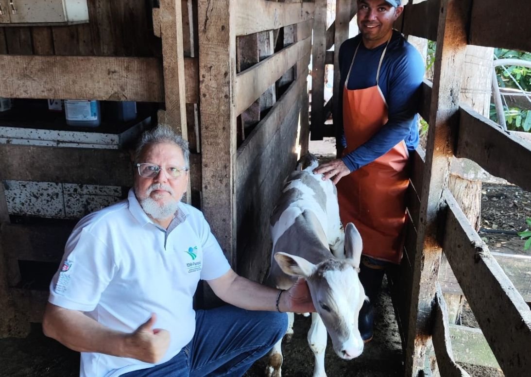 Nasce primeiro bezerro da raça Purunã de 48 kg e e marca avanço da genética da raça brasileira