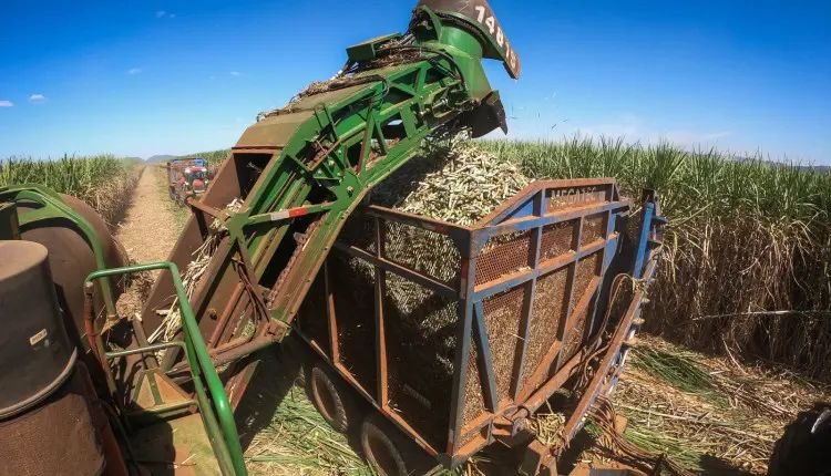 Falta de fertilizantes motiva produtores de cana a marcar protesto em Pernambuco