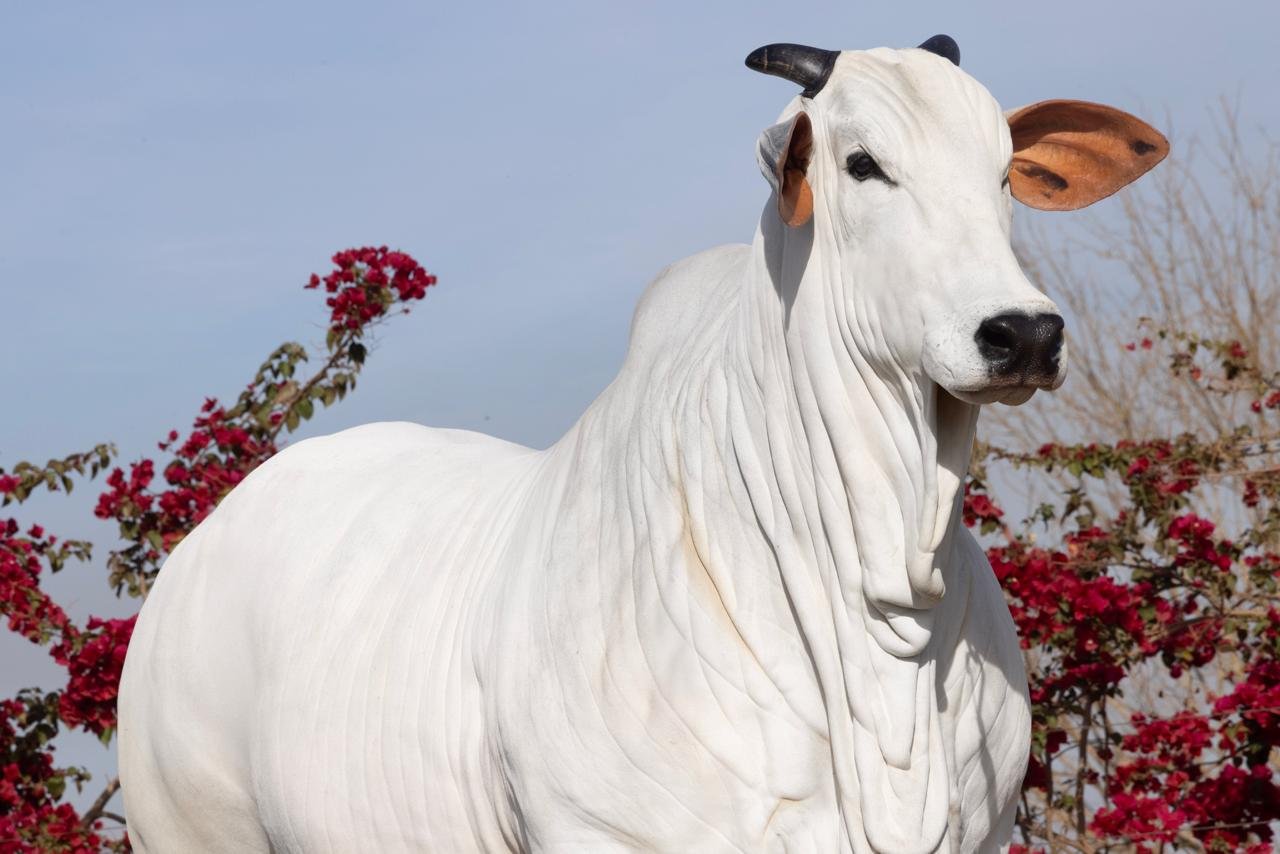 Venda de gado de elite registra maior média da história dos leilões virtuais