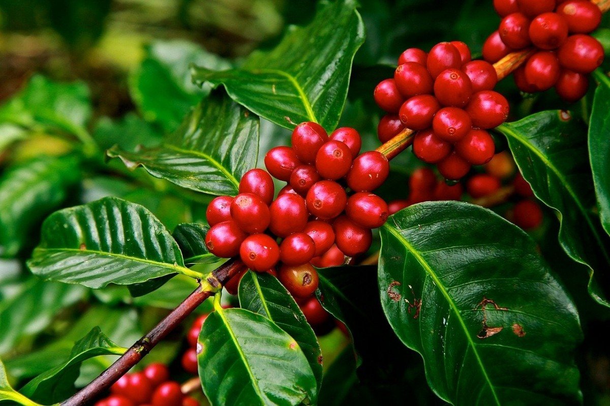 Café arábica reage em março, mas robusta se desvaloriza