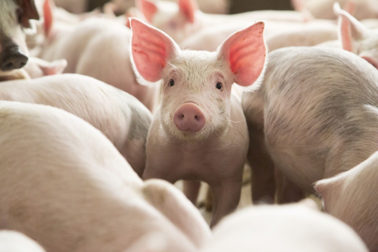 Paraná registra recorde na produção de suínos