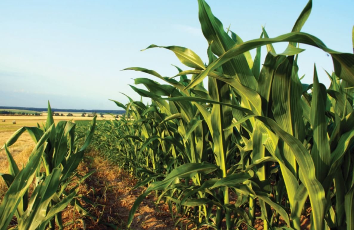 Atraso no plantio da safrinha sustenta reação nos preços do milho, aponta Itaú BBA